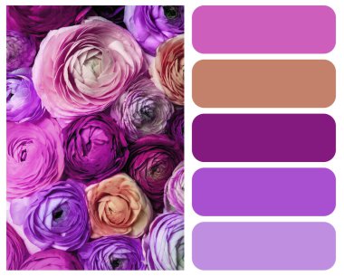 Güzel ranunculus çiçeklerinin fotoğrafına uygun renk paleti, yakın plan görünüm