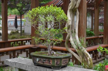 Parkta taş yüzeyde güzel bir Bonsai ağacı