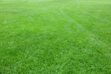 Beautiful freshly cut green lawn in park