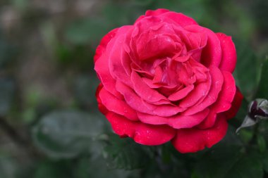Beautiful pink rose flower blooming outdoors, closeup