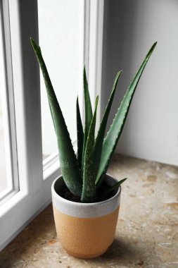 İçerideki mermer pencere pervazında yeşil aloe vera. Güzel ev bitkisi