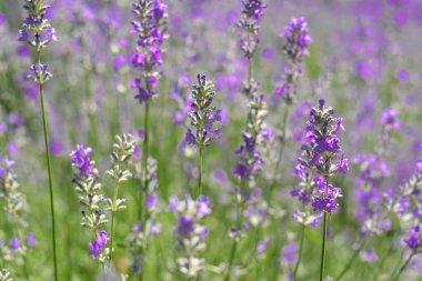 Yaz günü tarlada açan güzel lavanta bitkileri, yakın plan.