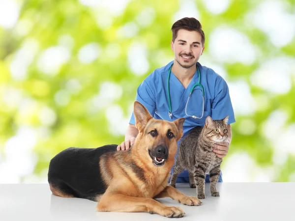 Κτηνίατρος Γιατρός Σκύλο Και Γάτα Κατά Θολή Πράσινο Φόντο — Φωτογραφία Αρχείου