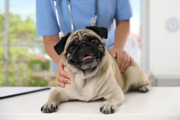 수의사 병원에서 귀여운 강아지를 진찰하고 있습니다 — 스톡 사진