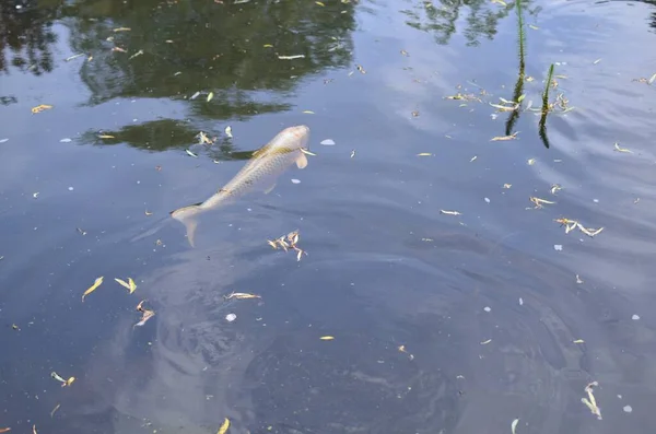 Schöne Koi Karpfen Schwimmen Teich Freien — Stockfoto