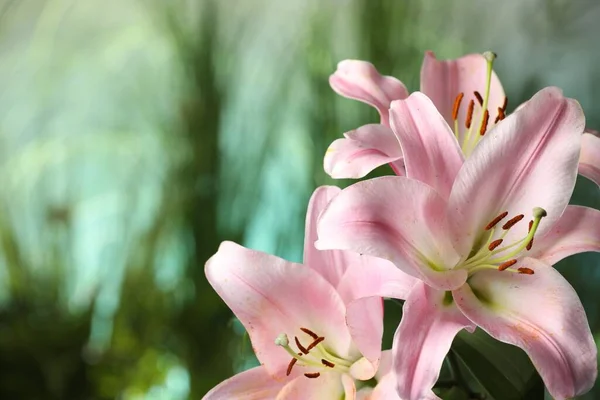 Gyönyörű Rózsaszín Liliom Virágok Ellen Elmosódott Zöld Háttér Közelkép Szöveg — Stock Fotó