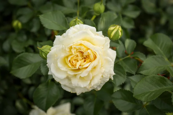 Closeup View Beautiful Blooming Rose Bush Outdoors — Stockfoto
