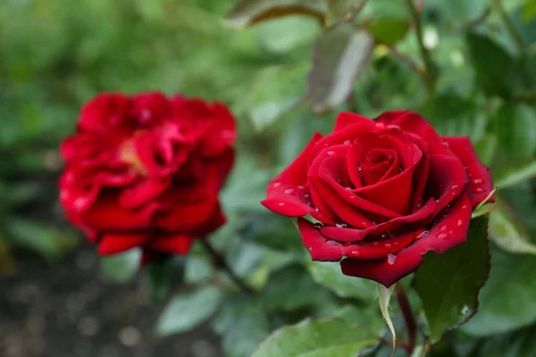 Όμορφο Κόκκινο Τριαντάφυλλο Λουλούδι Δροσιά Σταγόνες Στον Κήπο Closeup Χώρος — Φωτογραφία Αρχείου