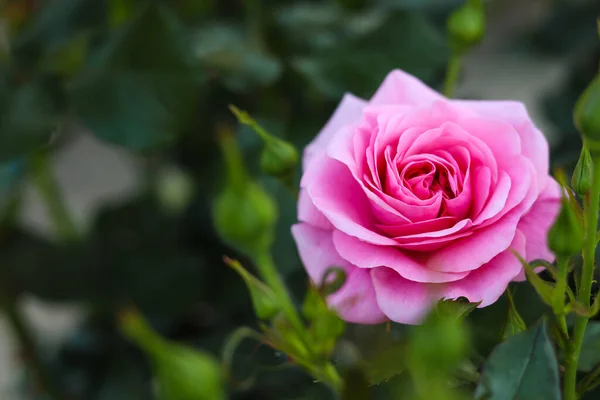 美丽的粉红色玫瑰绽放在户外的灌木丛中 案文的篇幅 — 图库照片