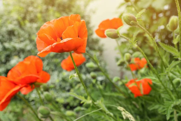 Hermosas Flores Amapola Roja Jardín Primer Plano Espacio Para Texto — Foto de Stock