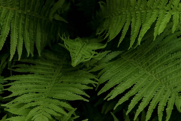 Beautiful Fern Lush Green Leaves Growing Outdoors Closeup —  Fotos de Stock