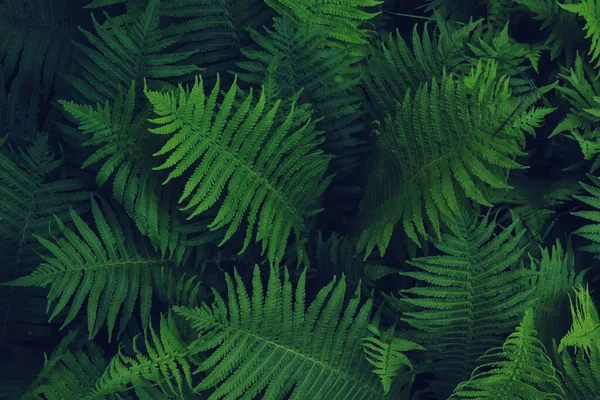 Beautiful Fern Lush Green Leaves Growing Outdoors — Fotografia de Stock