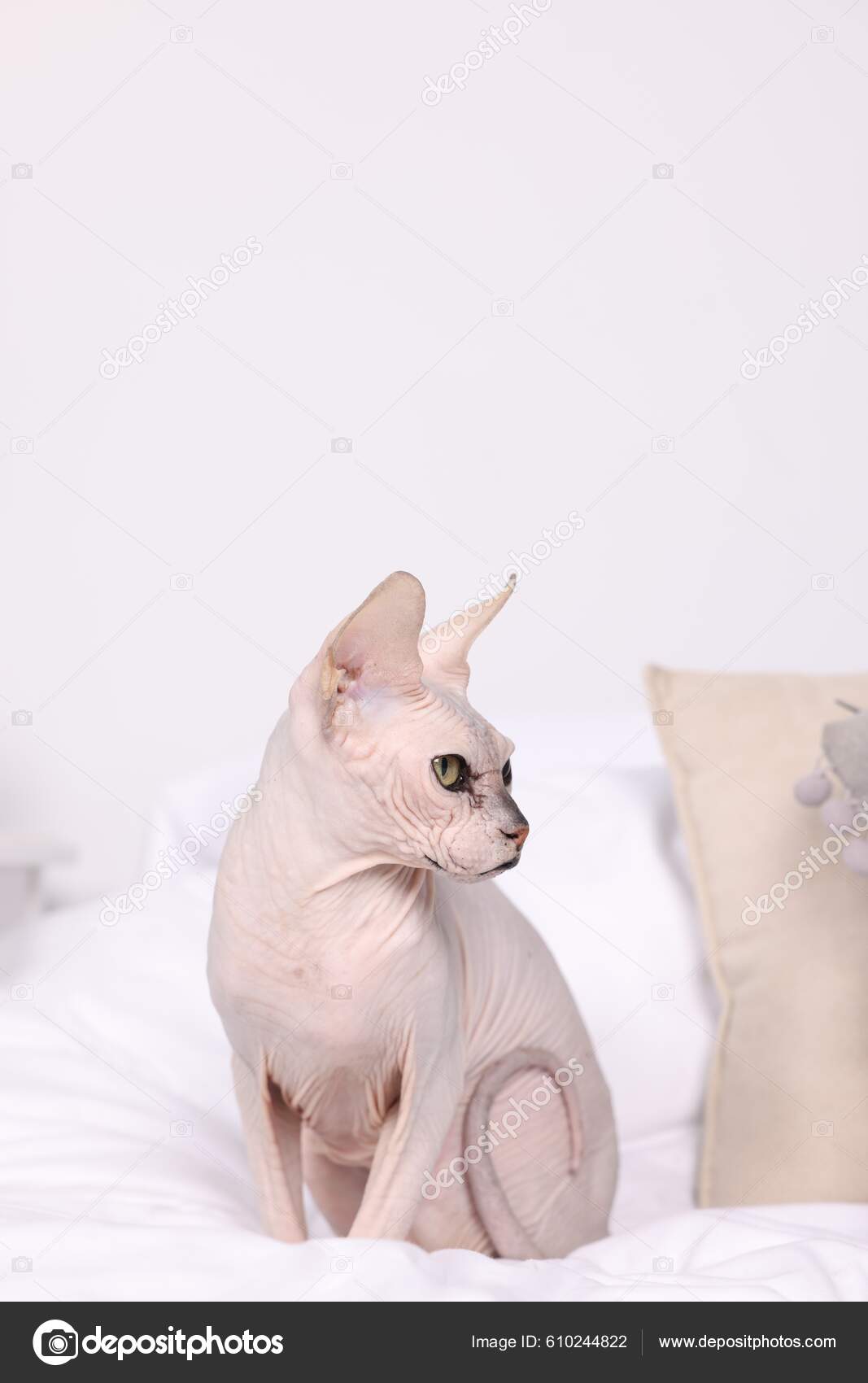Sphynx cat on sale bed