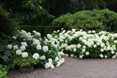 Lovely garden with blooming hydrangeas and pavement. Landscape design