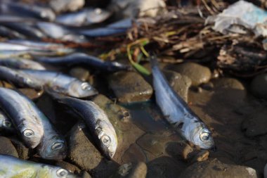 Dead fishes on stones near river, closeup. Environmental pollution concept