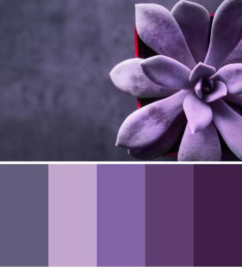 Güzel echeveria fotoğrafına uygun renk paleti, yakın plan.