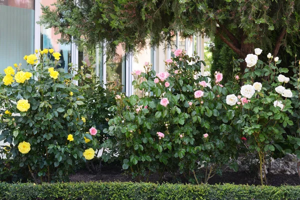 Bushes Colorful Beautiful Roses Outdoors Summer Day — Zdjęcie stockowe
