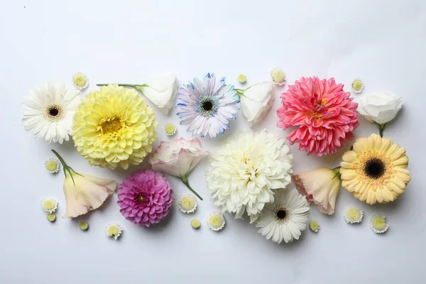 Όμορφη Dahlia Ευστό Και Gerbera Λουλούδια Λευκό Φόντο Επίπεδη Lay — Φωτογραφία Αρχείου
