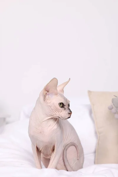 Cute Sphynx Gato Cama Casa Bonito Animal Estimação — Fotografia de Stock