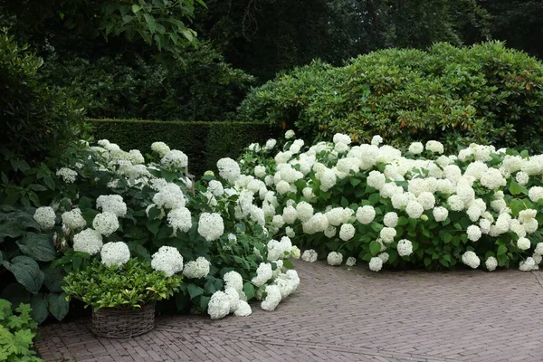 Lovely Garden Blooming Hydrangeas Pavement Landscape Design — Φωτογραφία Αρχείου