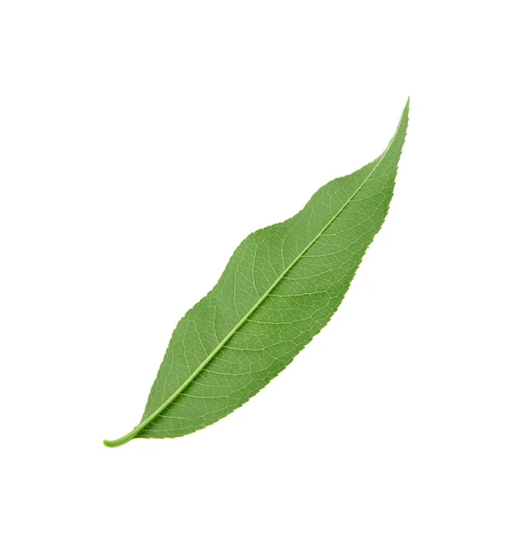 Green Peach Tree Leaf Isolated White — Stock Photo, Image
