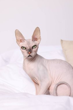 Evdeki tatlı Sphynx kedisi. Sevimli hayvan