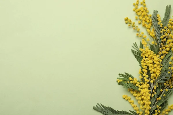 Hermosas Flores Mimosas Sobre Fondo Verde Planas Espacio Para Texto — Foto de Stock