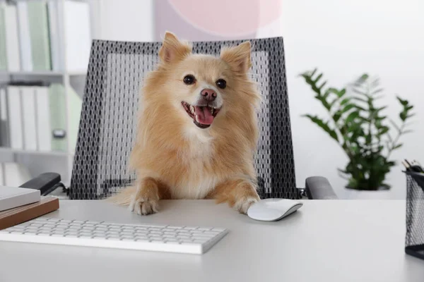 Cute Pomeranian Spitz Dog Table Office — Stock Fotó