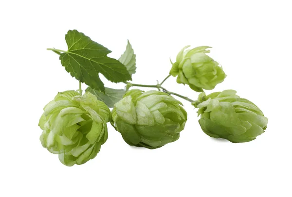 Fresh hop flowers with leaves on white background