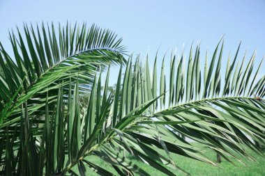 Beautiful green tropical leaves against blue sky, closeup
