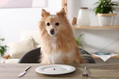 Hungry Pomeranian spitz dog waiting for food at table with empty plate indoors
