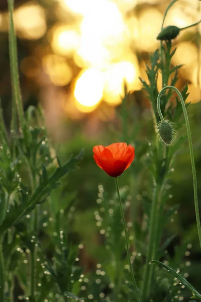 Beautiful Blooming Red Poppy Outdoors Morning Closeup — Foto Stock