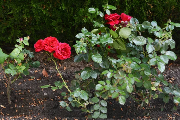 Arbustos Com Belas Rosas Vermelhas Jardim Dia Verão — Fotografia de Stock