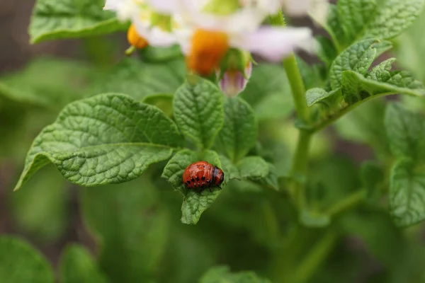 Larva Colorado Beetle Potato Plant Outdoors Closeup — Stockfoto