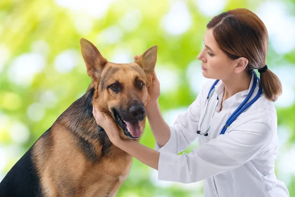 Professionell Veterinär Undersöka Hundöron Mot Suddig Grön Bakgrund — Stockfoto