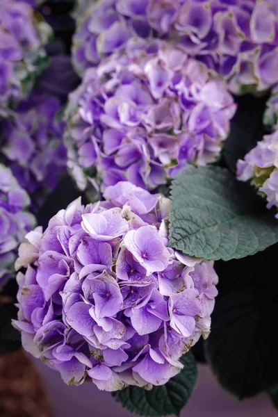 Beautiful Hydrangea Plant Lilac Flowers Background Closeup — Photo