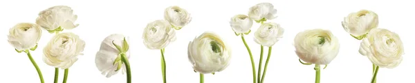 Conjunto Com Belas Flores Ranúnculo Primavera Fundo Branco Design Banner — Fotografia de Stock