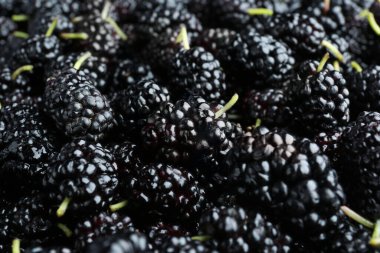 Fresh ripe black mulberries as background, closeup