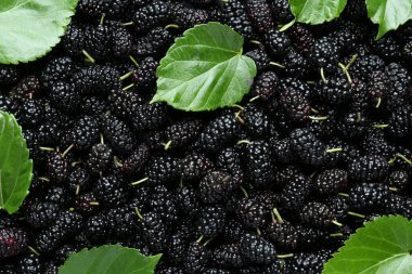 Olgun siyah dut ve yapraklar arka plan olarak, üst görünüm