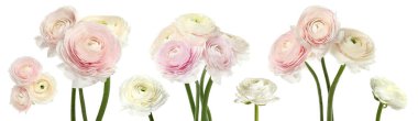 Beyaz arka planda güzel bahar ranunculus çiçekleriyle ayarlanmış. Pankart tasarımı