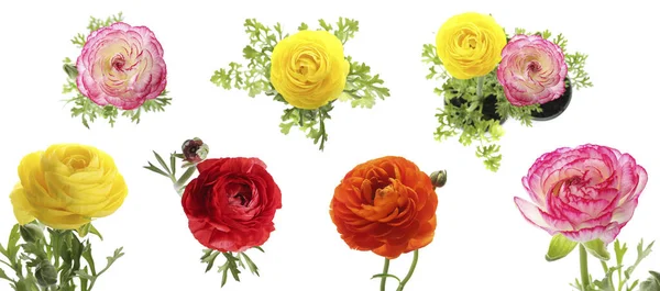 Set Med Vackra Våren Ranunculus Blommor Vit Bakgrund Banderolldesign — Stockfoto