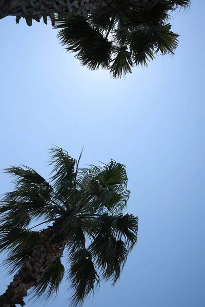 Beautiful Palm Trees Green Leaves Blue Sky Low Angle View — Foto de Stock