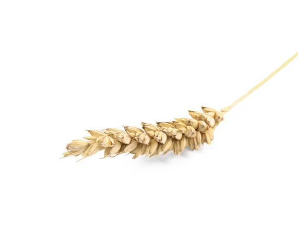 Dried Ear Wheat Isolated White — Stock Fotó