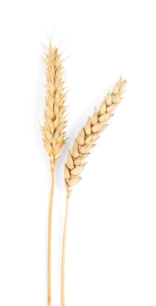 Dried Ears Wheat White Background Top View — Zdjęcie stockowe