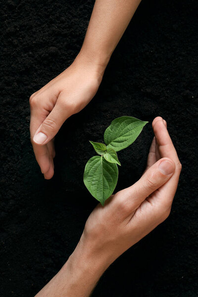 Couple protecting young seedling in soil, top view. Planting tree