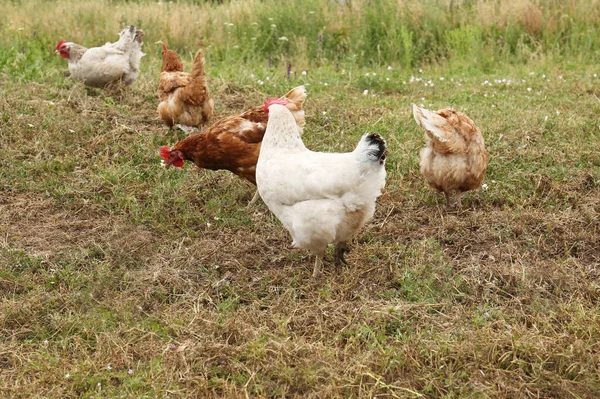 Many Beautiful Chickens Walking Grass Outdoors — Stok fotoğraf