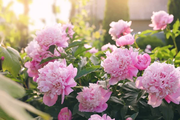 Blooming Peony Plant Beautiful Pink Flowers Outdoors Sunny Day — Stock Fotó