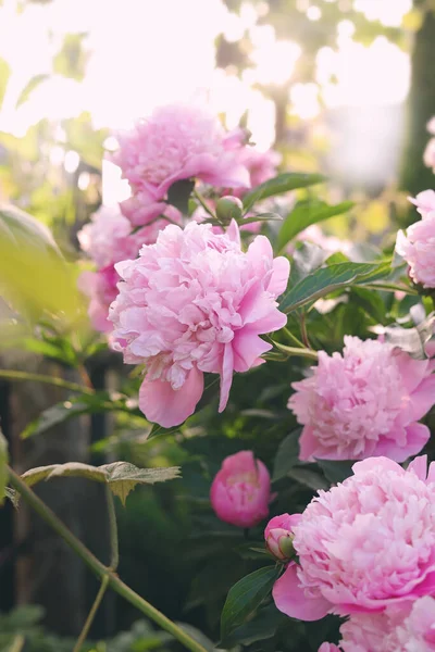 Blooming Peony Plant Beautiful Pink Flowers Outdoors Sunny Day Closeup — Stock Fotó