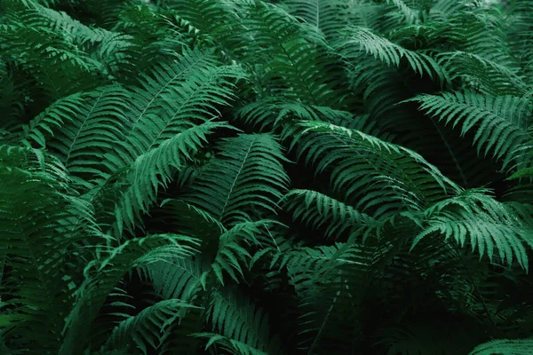 Beautiful Fern Lush Green Leaves Growing Outdoors — Stockfoto