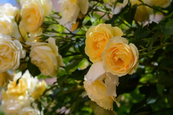 Nahaufnahme Der Blühenden Rosenstrauch Mit Schönen Gelben Blumen Freien Sonnigen — Stockfoto